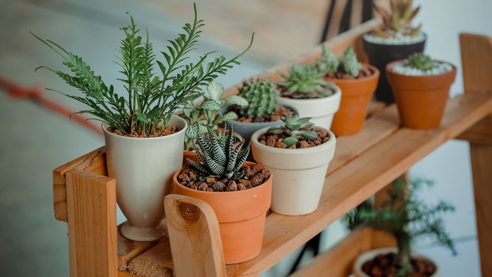 how many potted plants should they be able to produce on day 3? 25 30 50 75